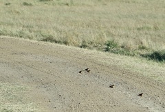 Cecropis senegalensis