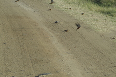 Cecropis senegalensis