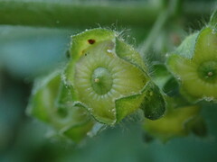 Malva sylvestris