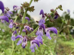 Salvia miltiorrhiza