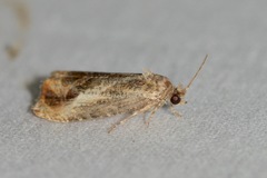 Olethreutes hamameliana