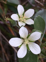 Geranium cuneatum tridens