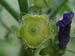 Malva sylvestris