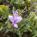 Barleria solitaria - Photo (c) guyrufray, some rights reserved (CC BY-NC)