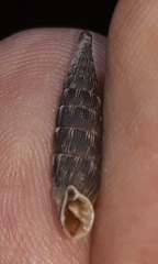 Laciniaria plicata