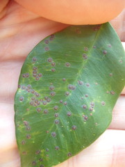 Chrysomphalus pinnulifer