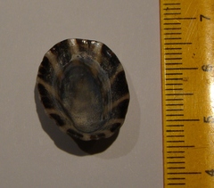 Cellana ornata