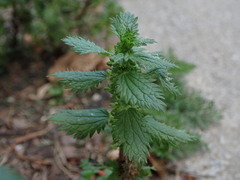 Urtica urens