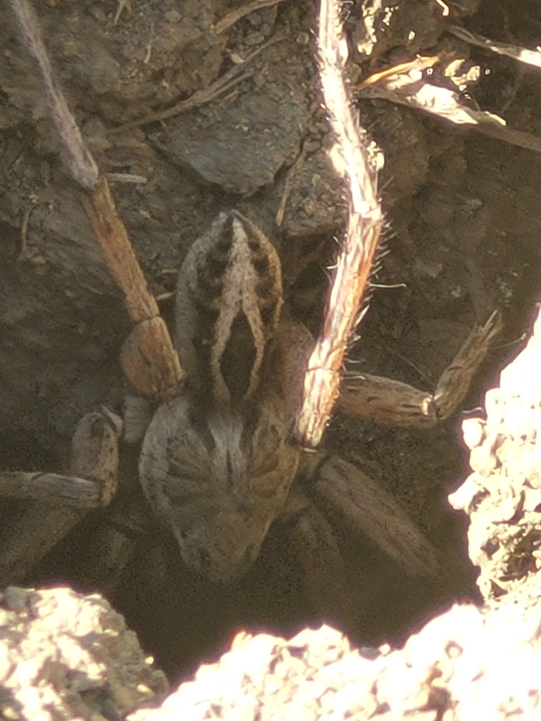 Schizocosa maxima