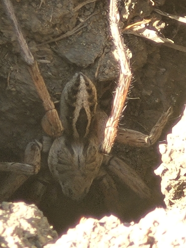 Schizocosa maxima