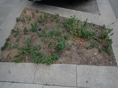 Urtica urens