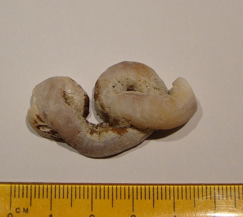Thylacodes zelandicus
