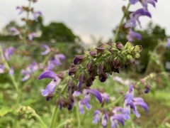 Salvia miltiorrhiza