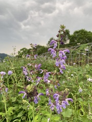 Salvia miltiorrhiza