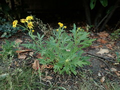 Senecio squalidus