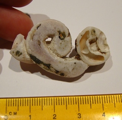 Thylacodes zelandicus
