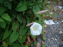 Calystegia silvatica