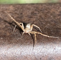 Philodromus aureolus