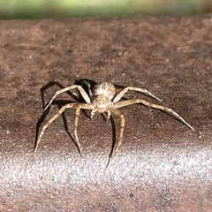 Philodromus aureolus