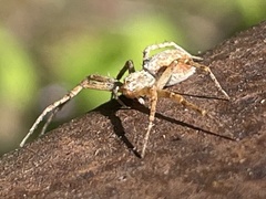 Philodromus aureolus
