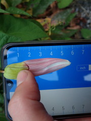Calystegia silvatica