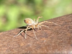 Philodromus aureolus
