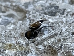 Heliophanus kochii