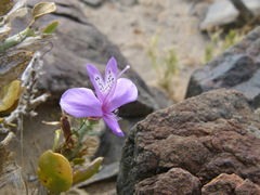 Barleria solitaria