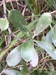 Geranium cuneatum tridens