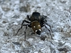 Heliophanus kochii