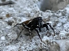 Heliophanus kochii