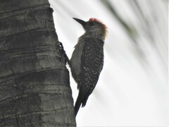 Melanerpes rubricapillus