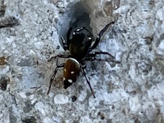 Heliophanus kochii