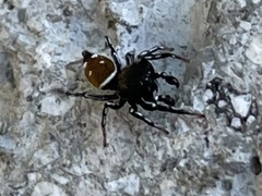 Heliophanus kochii