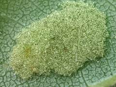 Eriophyes aceris