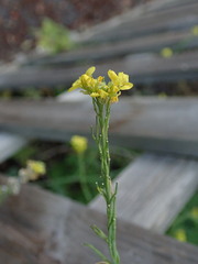 Hirschfeldia incana