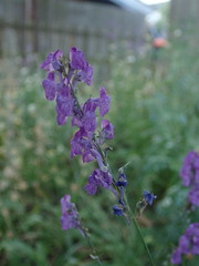 Linaria purpurea