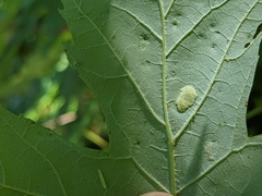 Eriophyes aceris