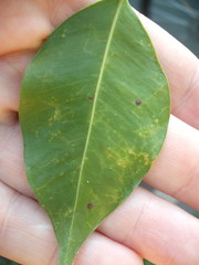 Chrysomphalus pinnulifer