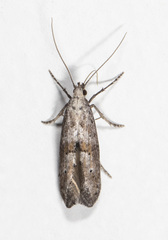 Ochromolopis ramapoella