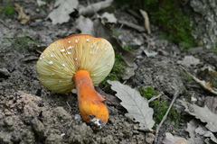 Lactifluus
