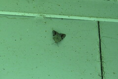 Catocala micronympha