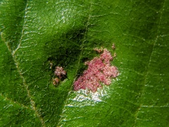 Acalitus longisetosus