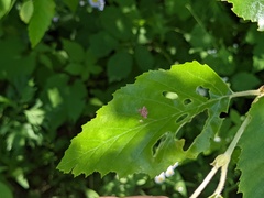 Acalitus longisetosus