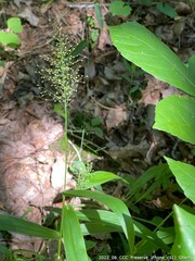 Dichanthelium polyanthes