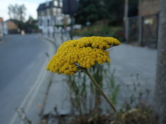 Achillea filipendulina