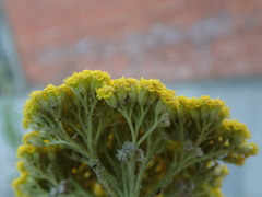 Achillea filipendulina