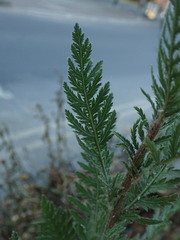 Achillea filipendulina