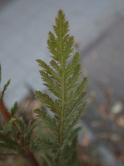 Achillea filipendulina