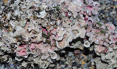 Mesophyllum expansum